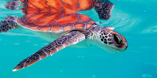 Snorkel with turtles 2 hour private boat trip in the north (4)